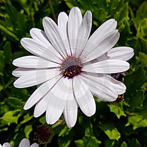 Flor blanca