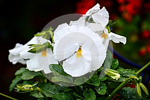 Flor Blanca photo