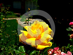 Flor color amarillo Yellow flower photo