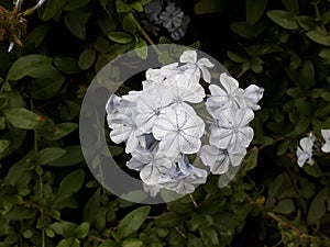 Flor color blanco marfil / white flower photo