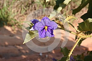 Flor da Lobeira Solanum lycocarpum, February 27, 2020 - Barreiras-BA-Brazil.