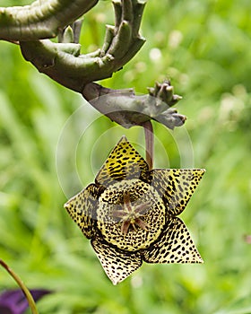 Flor de cactus