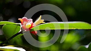 Flor-de-cera, flower of the Atlantic Forest photo