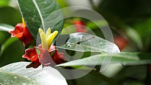 Flor-de-cera, flower of the Atlantic Forest photo