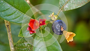 Flor-de-cera, a tree that grows in the shade of the large trees of the Atlantic Forest photo