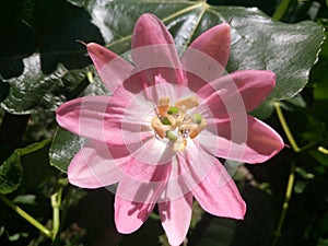 Flor de curuba Curuba flower photo