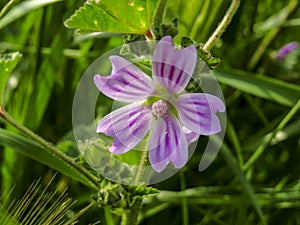 Flor de lila. Lilac flower photo