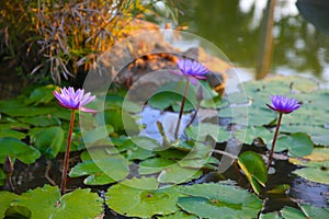 Flor de Loto, Lotus flower