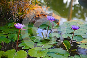 Flor de Loto, Lotus flower photo