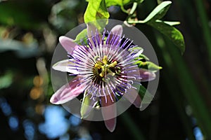 Flor de maracujÃÂ¡ silvestre photo