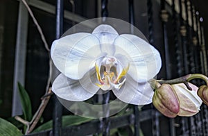 Orquidea white photo