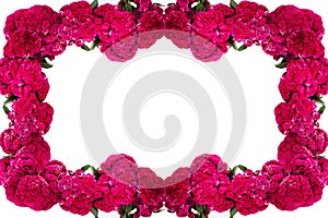 Flor de Terciopelo o Celosia Flower frame, Mexican Flowers for offerings ofrendas in diÃÂ­a de muertos Day of the Dead Mexican photo