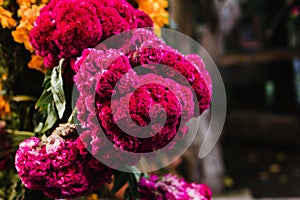 Flor de Terciopelo o Celosia, Mexican Flowers for offerings ofrendas in diÂ­a de muertos Day of the Dead Mexican tradition