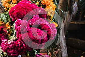 Flor de Terciopelo o Celosia, Mexican Flowers for offerings ofrendas in diÂ­a de muertos Day of the Dead Mexican tradition