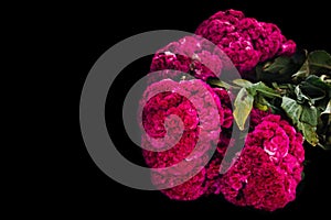 Flor de Terciopelo o Celosia, Mexican Flowers for offerings ofrendas in diÂ­a de muertos Day of the Dead Mexican tradition