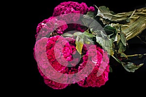 Flor de Terciopelo o Celosia, Mexican Flowers for offerings ofrendas in diÃÂ­a de muertos Day of the Dead Mexican tradition photo