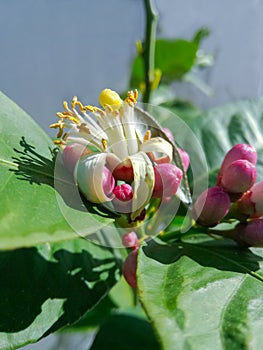 Flor de un arbol de limones photo