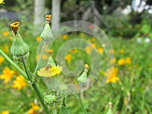 Flor Diente De LeÃ³n Amarilla Abeja Campo De Lirios