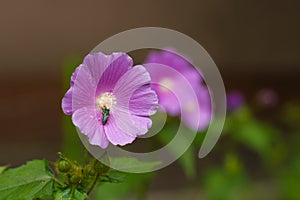 violet flower photo