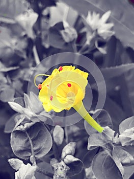Flor amarilla flower yellow photo