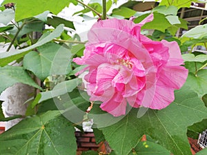 Hermosa flor de color rosado photo