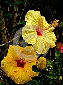 Flor Hibisco amarilla