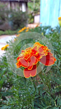 Flor laranja photo