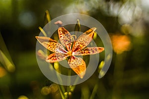 Flor-leopardo