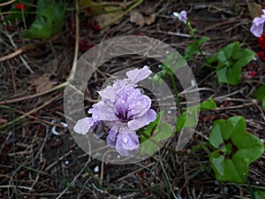 Flor lila lilac flower