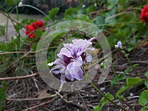 Flor lila lilac flower photo