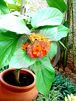 Flor Naranja de JardÃ­n