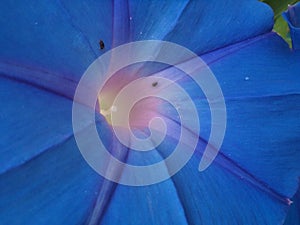 Delicate native flower with insects