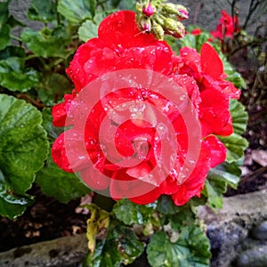 Flor roja, Geranio photo