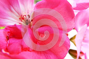 Flor rosa en macro photo