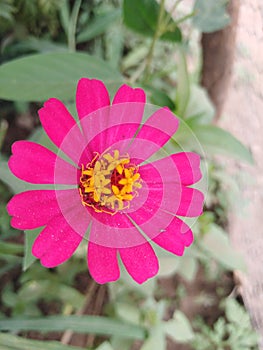 Flor rosa photo