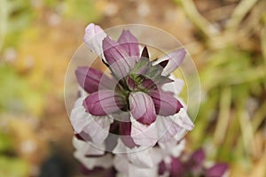 Flor silvestre, bajo bosque photo