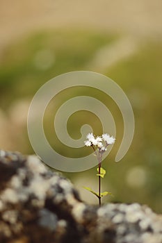 Flor silvestre in the andean photo