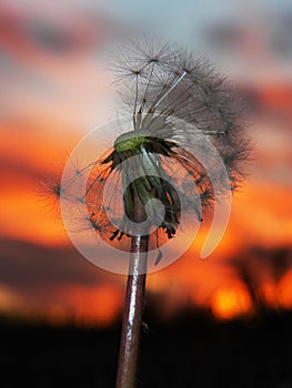 Flor vertical atardecer