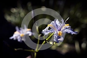 Flor Violeta - Iris japonica o Lirio de JapÃÂ³n Fringed Iris. - Violet Flower - Iris japonica or Lily of Japan Fringed Iris. photo