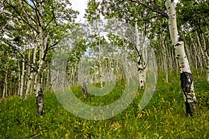 Flora abounds around the ranch. Glenbow Ranch Provincial Recreation Area, Alberta, Canada photo