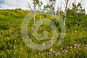 Flora abounds around the ranch. Glenbow Ranch Provincial Recreation Area Alberta Canada