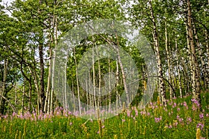 Flora abounds around the ranch. Glenbow Ranch Provincial Recreation Area Alberta Canada