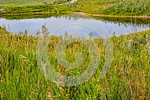 Flora abounds around the ranch. Glenbow Ranch Provincial Recreation Area Alberta Canada