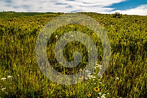 Flora abounds around the ranch. Glenbow Ranch Provincial Recreation Area, Alberta, Canada