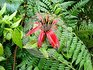Flora amazÃÂ³nica peruana photo