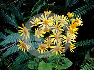 Flora amazÃ³nica peruana