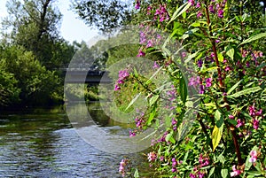 Flora on the banks of the river