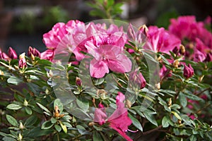 Flora. Beautiful pink azalea bush, close-up