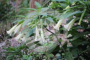 Flora in Bromo Tengger Semeru National Park