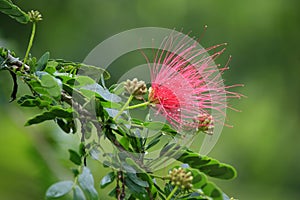 Flora : Calliandra surinamensis, French Guiana